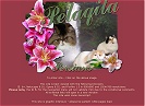 Pelaqita Persians (link opens in new window)